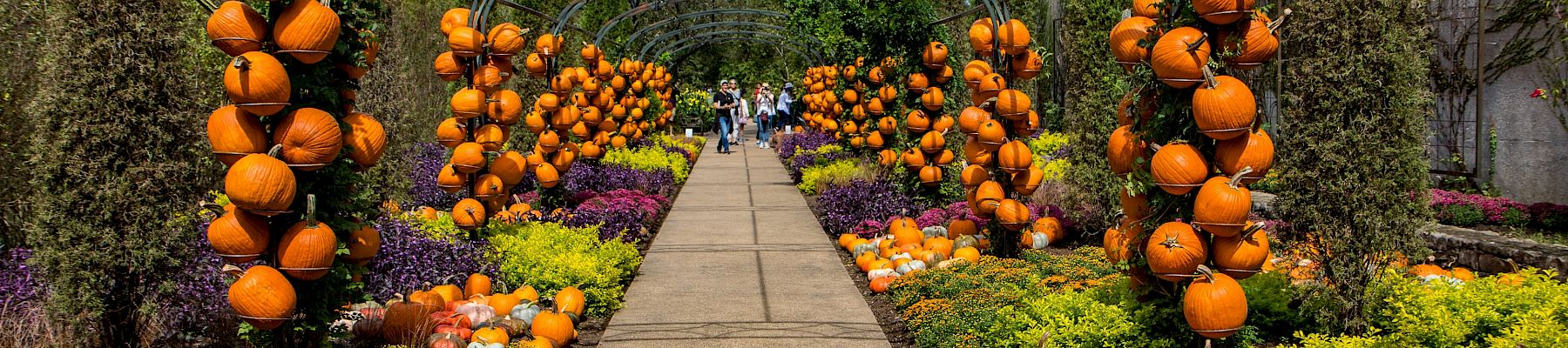 Pathway with pumpkins displayed on arches and garden beds.