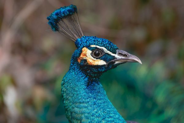 A close-up of a peacock's head, showcasing its vibrant blue and green feathers and distinctive crest.