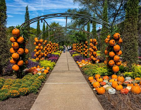Pathway with pumpkins displayed on arches and garden beds.